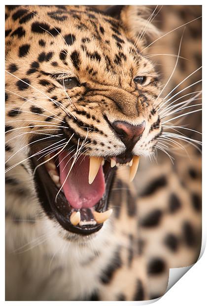 The Snarler - Amur Leopard Print by Simon Wrigglesworth