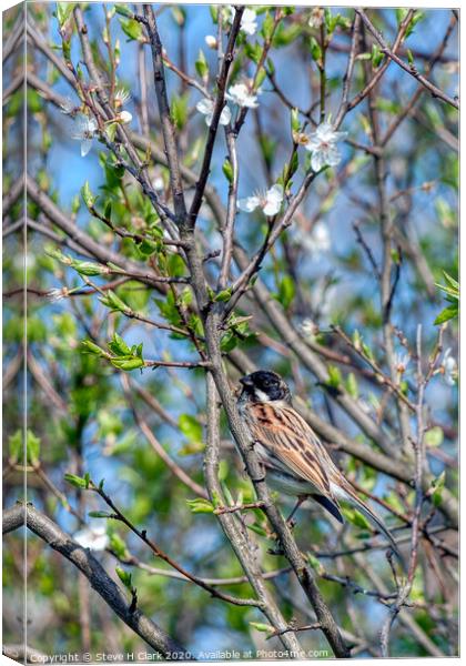 Reed Bunting - Springtime Canvas Print by Steve H Clark