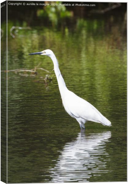 Litlle egret walking in a river Canvas Print by aurélie le moigne