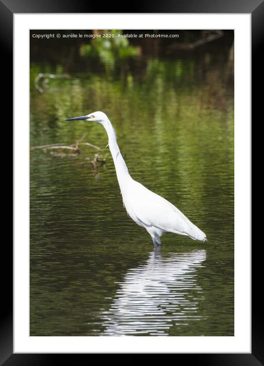 Litlle egret walking in a river Framed Mounted Print by aurélie le moigne