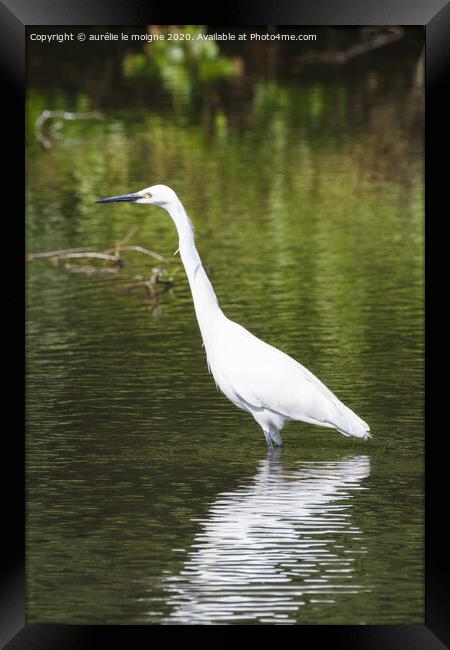 Litlle egret walking in a river Framed Print by aurélie le moigne