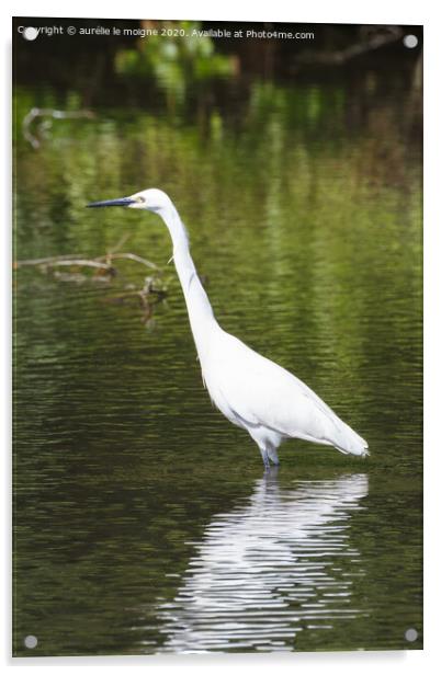 Litlle egret walking in a river Acrylic by aurélie le moigne