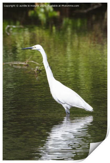 Litlle egret walking in a river Print by aurélie le moigne