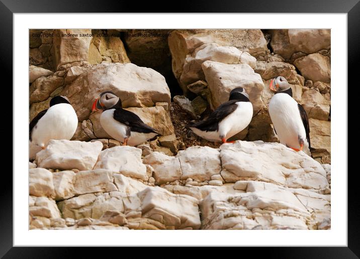 A photograph of Puffins standing on a rock Framed Mounted Print by andrew saxton
