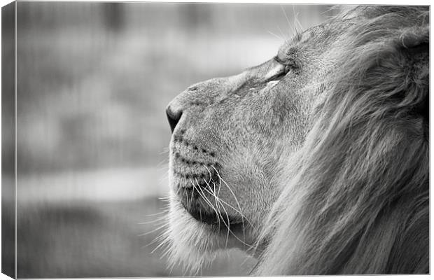 Leo - Lion Profile Canvas Print by Simon Wrigglesworth