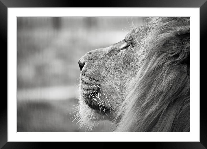Leo - Lion Profile Framed Mounted Print by Simon Wrigglesworth