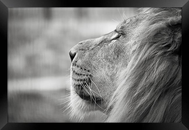 Leo - Lion Profile Framed Print by Simon Wrigglesworth