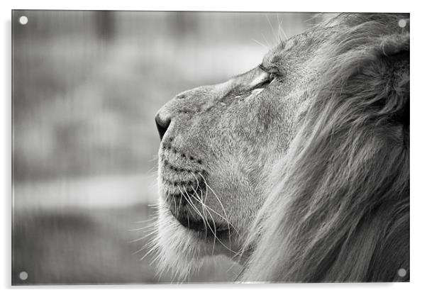Leo - Lion Profile Acrylic by Simon Wrigglesworth