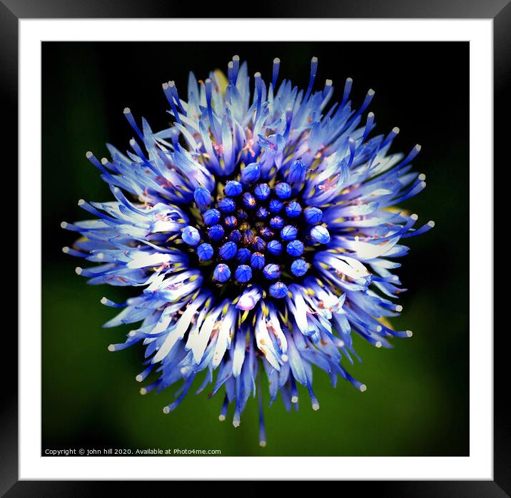 Wild Cornflower in close up. Framed Mounted Print by john hill