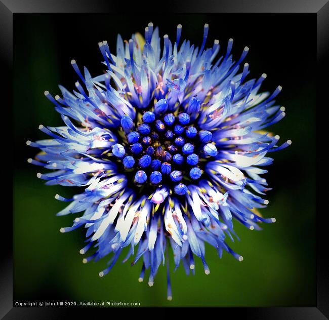 Wild Cornflower in close up. Framed Print by john hill