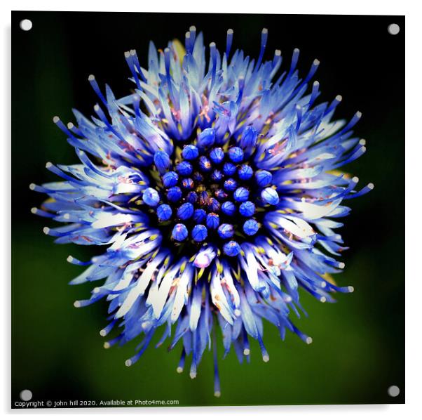 Wild Cornflower in close up. Acrylic by john hill