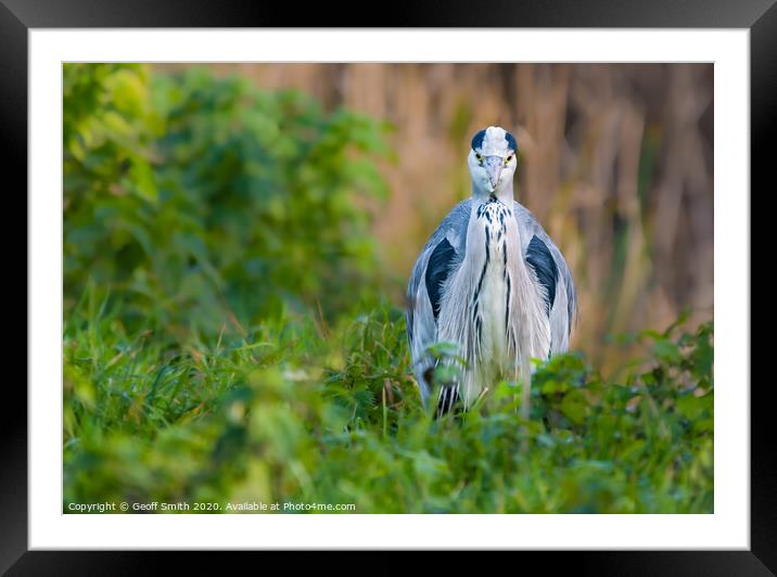 Grey Heron facing camera Framed Mounted Print by Geoff Smith