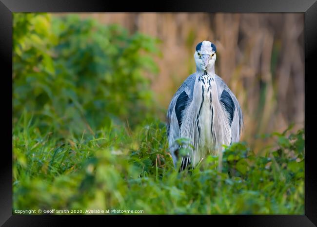 Grey Heron facing camera Framed Print by Geoff Smith