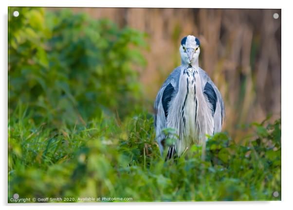 Grey Heron facing camera Acrylic by Geoff Smith