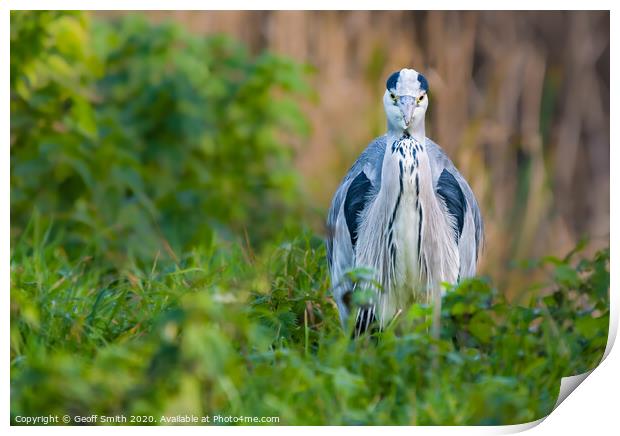 Grey Heron facing camera Print by Geoff Smith