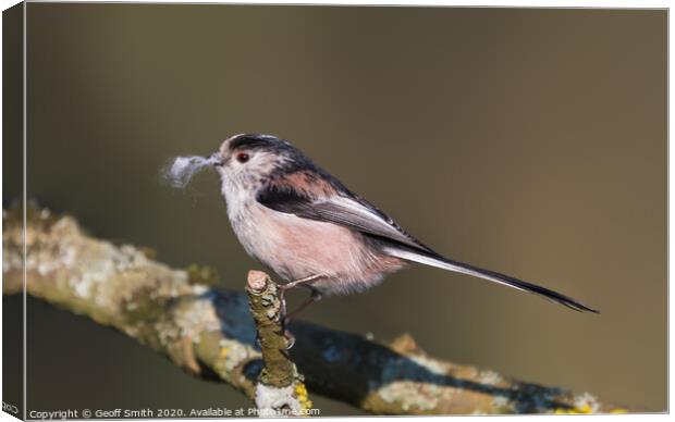 Long Tailed Tit in Winter Canvas Print by Geoff Smith
