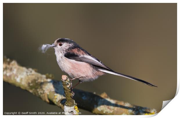 Long Tailed Tit in Winter Print by Geoff Smith