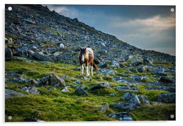 Moorland Pony Acrylic by David Wilkins