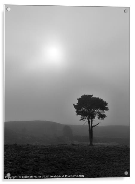 Fog on the forest, New Forest National Park Acrylic by Stephen Munn