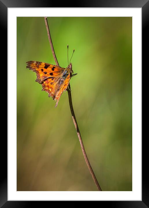 Comma (Polygonia c-album) Framed Mounted Print by chris smith