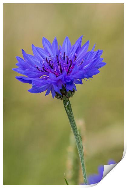 Cornflower (Centaurea cyanus) Print by chris smith