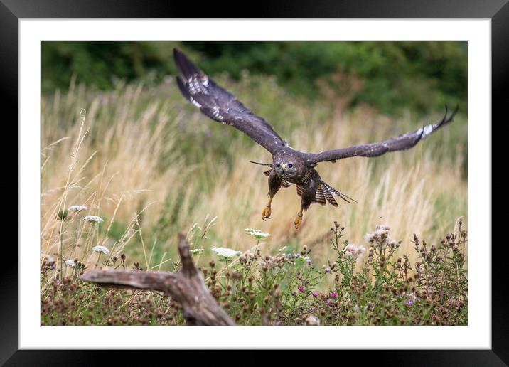 Common buzzard  (Buteo buteo) Framed Mounted Print by chris smith