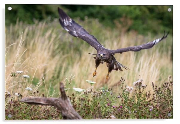 Common buzzard  (Buteo buteo) Acrylic by chris smith