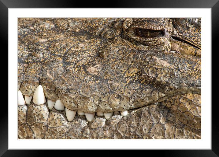 Crocodile  Framed Mounted Print by chris smith
