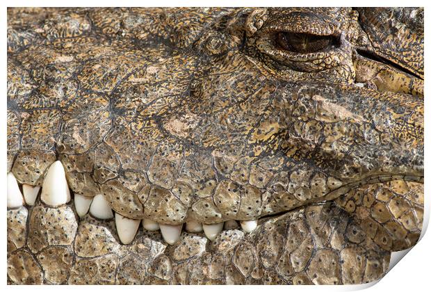 Crocodile  Print by chris smith