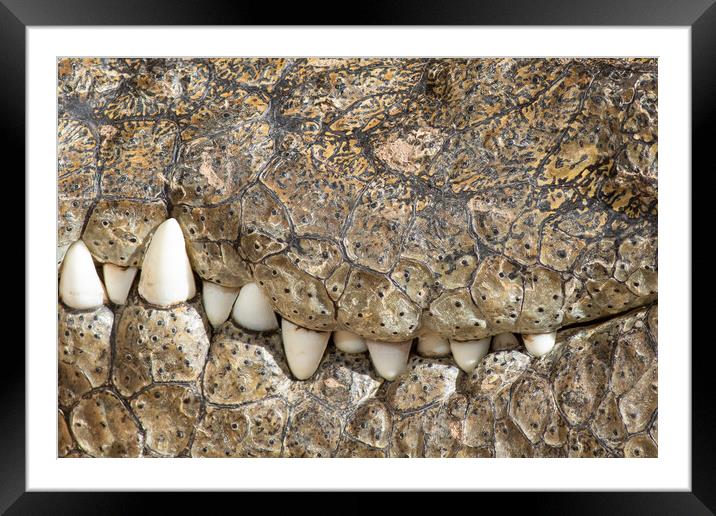 A large dangerous Crocodile  Framed Mounted Print by chris smith