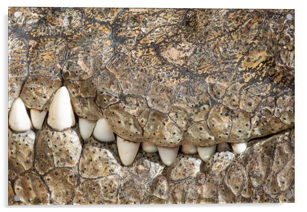 A large dangerous Crocodile  Acrylic by chris smith