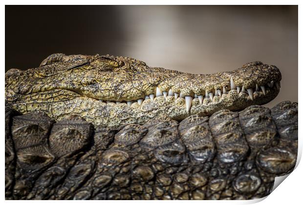 A large dangerous Crocodile  Print by chris smith