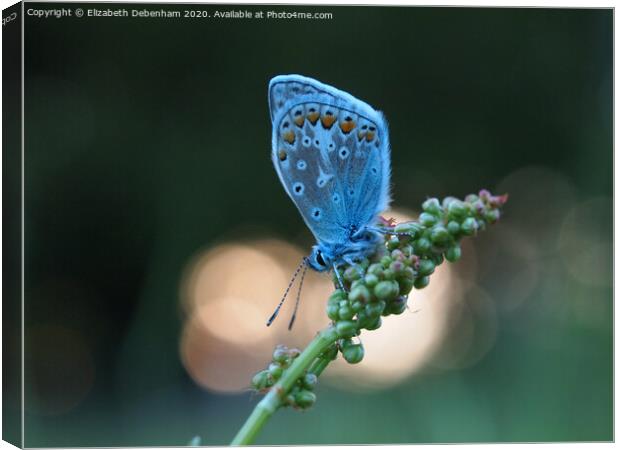 Common Blue Butterfly at sunset Canvas Print by Elizabeth Debenham