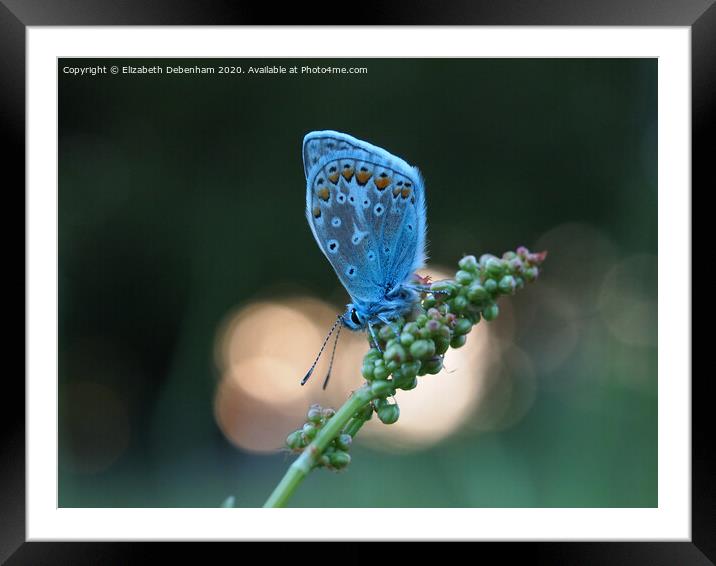 Common Blue Butterfly at sunset Framed Mounted Print by Elizabeth Debenham