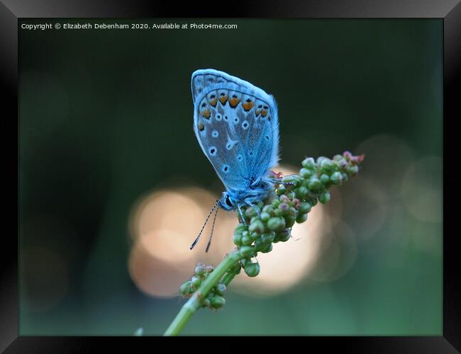 Common Blue Butterfly at sunset Framed Print by Elizabeth Debenham