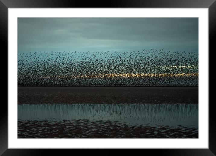 Blackpool Starlings  Framed Mounted Print by Caroline James