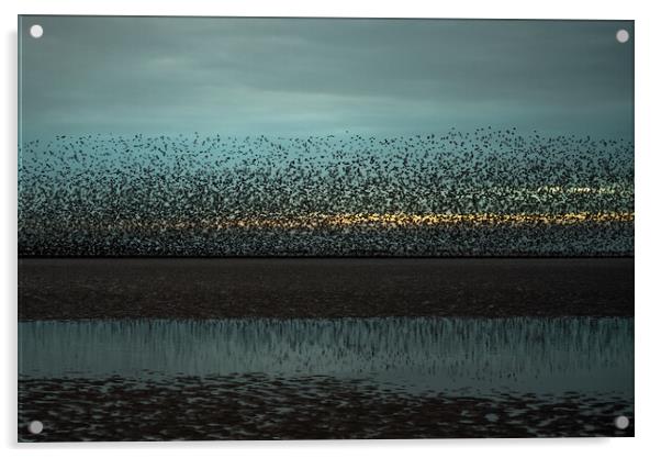 Blackpool Starlings  Acrylic by Caroline James