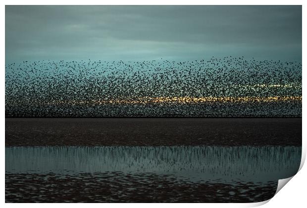 Blackpool Starlings  Print by Caroline James