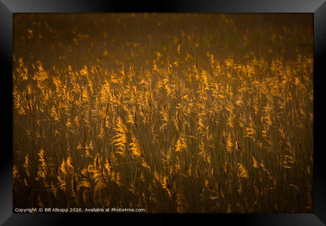 Norfolk Reed. Framed Print by Bill Allsopp