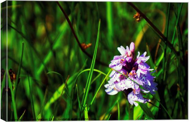 Dactylorhiza Maculata Canvas Print by Steven Watson