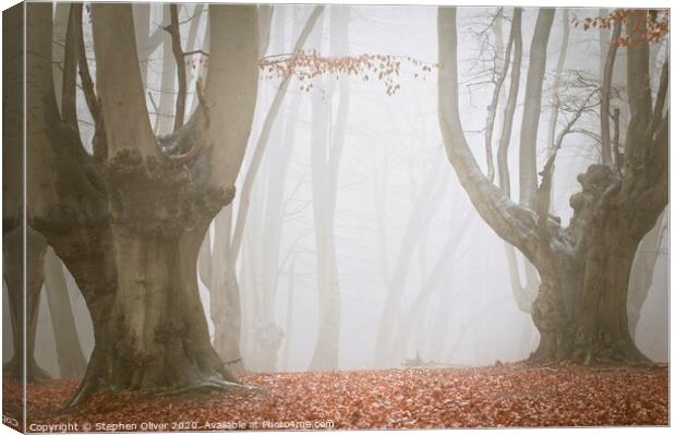 Spooky Forest Canvas Print by Stephen Oliver