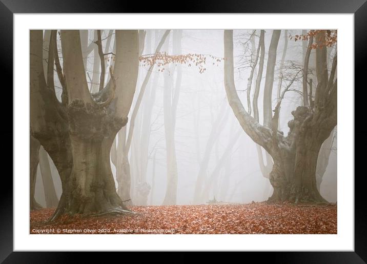 Spooky Forest Framed Mounted Print by Stephen Oliver