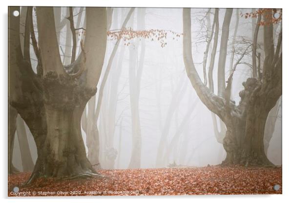 Spooky Forest Acrylic by Stephen Oliver