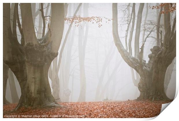 Spooky Forest Print by Stephen Oliver