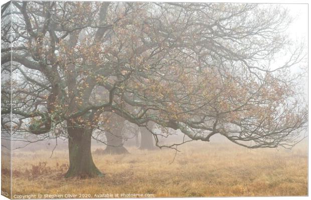 Trees in the mist Canvas Print by Stephen Oliver