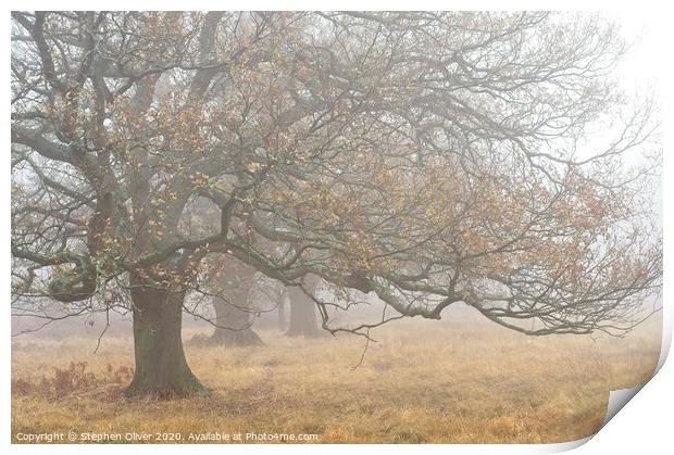 Trees in the mist Print by Stephen Oliver