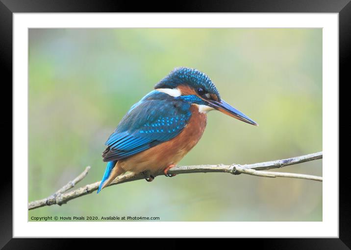  Female Kingfisher Framed Mounted Print by Dave Burden