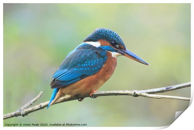  Female Kingfisher Print by Dave Burden
