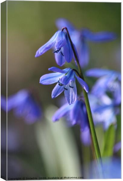 Blue Scilla siberica (Wood Squill) flowers Canvas Print by Imladris 