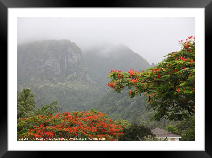 Flamboyant trees and misty Rarotonga Framed Mounted Print by Robert MacDowall